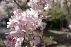 平野神社の自然