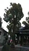 高瀬神社の自然