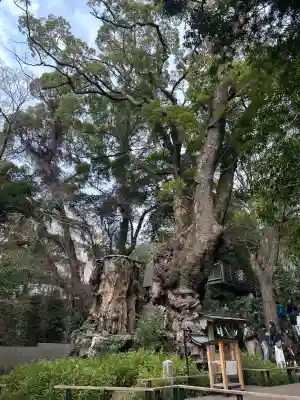 來宮神社の{uncategorized: "未分類", other: "その他", undefined: "問題あり", building: "その他建物", grave: "お墓", sacred_gate: "鳥居", guardian: "狛犬", statue: "像", buddha: "仏像", history: "歴史", nature: "自然", garden: "庭園", animal: "動物", pagoda: "塔", temizu: "手水舎", mountain_gate: "山門・神門", sanctuary: "本殿・本堂", subordinate: "末社・摂社", art: "芸術", scenery: "景色", jizo: "地蔵", ema: "絵馬", goshuin: "御朱印", omikuji: "おみくじ", items: "授与品その他", amulet: "お守り", goshuincho: "御朱印帳", eats: "食事", festival: "お祭り", votive_dance: "神楽", shichigosan: "七五三参", wedding: "結婚式", experience: "体験その他", initially: "初詣", around: "周辺", anti_infection: "感染症対策"}