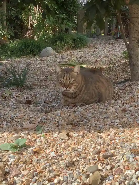 三輪神社の動物