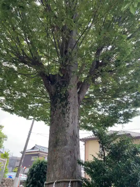 伊勢原大神宮の自然