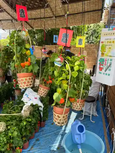 浅草寺のお祭り