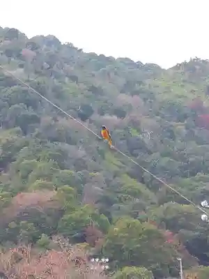 包ケ浦神社の動物