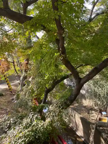 館腰神社の自然
