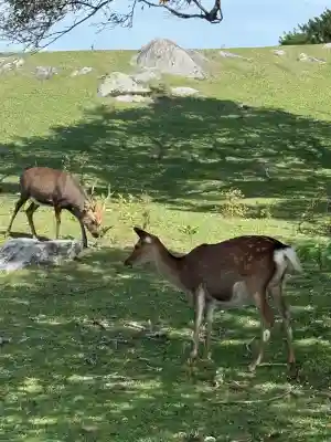 金華山黄金山神社(宮城県)