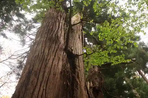 磐椅神社の自然