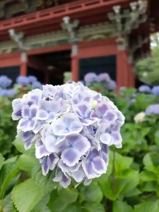 楽法寺(雨引観音)(茨城県)