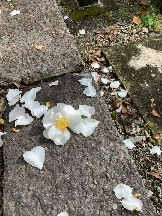 今市報徳二宮神社の自然