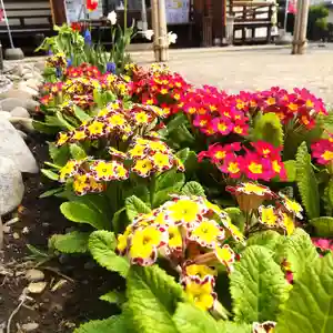 七重浜海津見神社(北海道)(2025年05月15日(木) 08時28分22秒投稿)