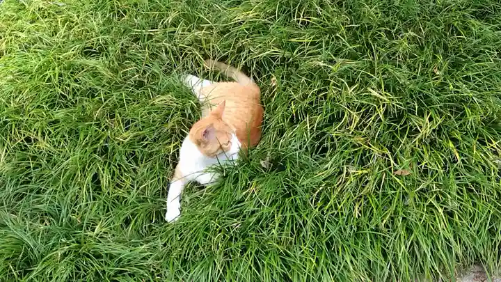 行願寺(革堂)(京都府)