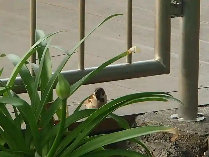 錦秋稲荷大明神の動物