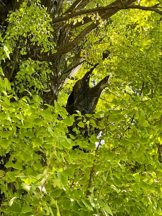 飛木稲荷神社の自然