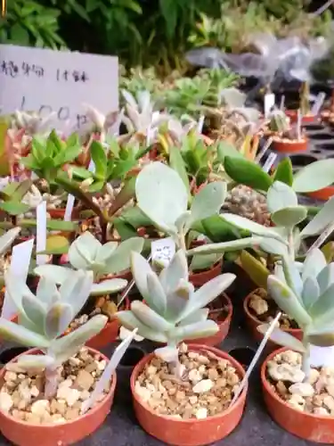 阿佐ヶ谷神明宮(東京都)