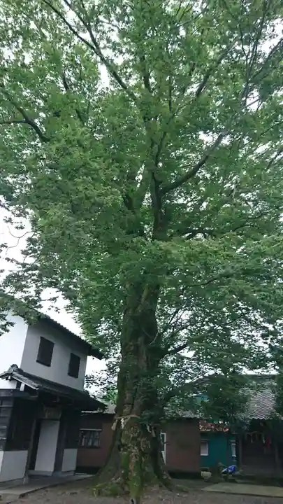神明神社(上総社)の自然