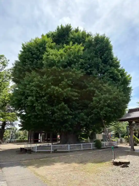 千葉寺の{uncategorized: "未分類", other: "その他", undefined: "問題あり", building: "その他建物", grave: "お墓", sacred_gate: "鳥居", guardian: "狛犬", statue: "像", buddha: "仏像", history: "歴史", nature: "自然", garden: "庭園", animal: "動物", pagoda: "塔", temizu: "手水舎", mountain_gate: "山門・神門", sanctuary: "本殿・本堂", subordinate: "末社・摂社", art: "芸術", scenery: "景色", jizo: "地蔵", ema: "絵馬", goshuin: "御朱印", omikuji: "おみくじ", items: "授与品その他", amulet: "お守り", goshuincho: "御朱印帳", eats: "食事", festival: "お祭り", votive_dance: "神楽", shichigosan: "七五三参", wedding: "結婚式", experience: "体験その他", initially: "初詣", around: "周辺", anti_infection: "感染症対策"}
