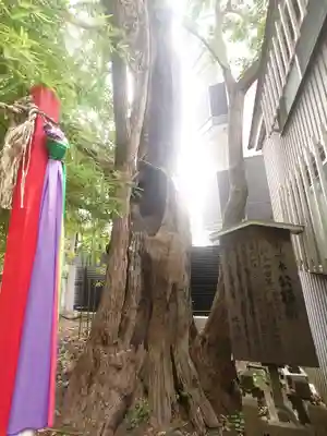 東神奈川熊野神社(神奈川県)