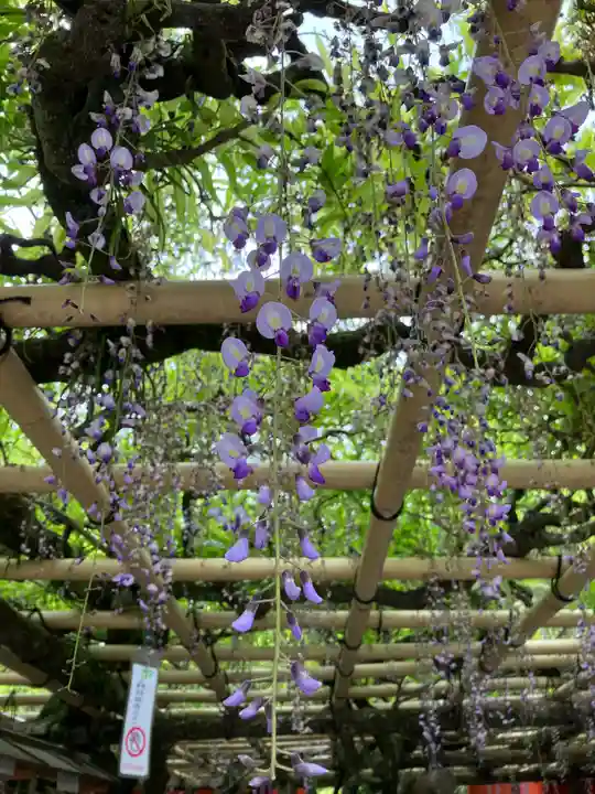 春日大社の自然