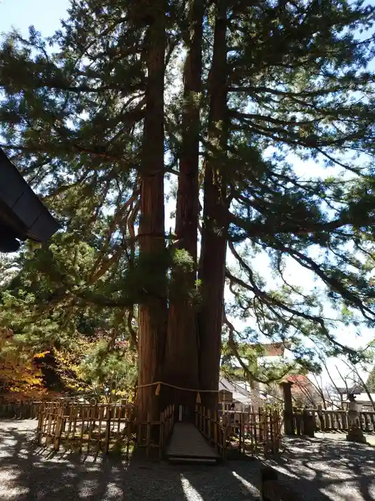 戸隠神社中社の自然