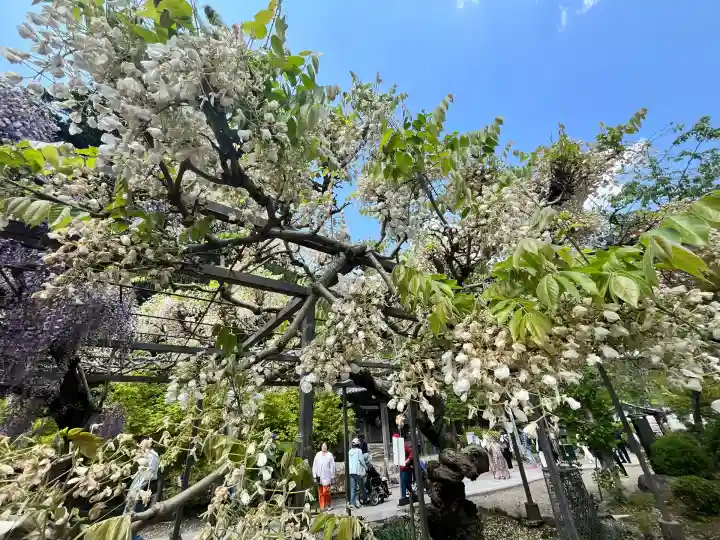 天台宗 五大山 白毫寺(兵庫県)