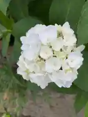 武蔵第六天神社の自然