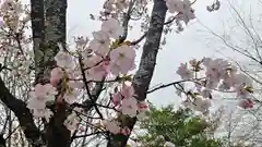 平野神社の自然