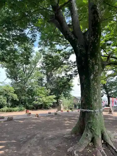 水海道鎮守 八幡神社(茨城県)