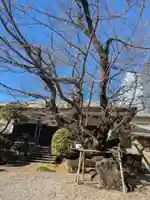 正行寺(東京都)