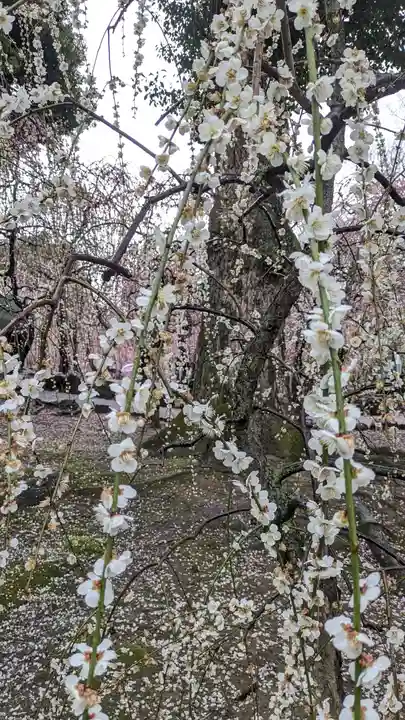 城南宮(京都府)