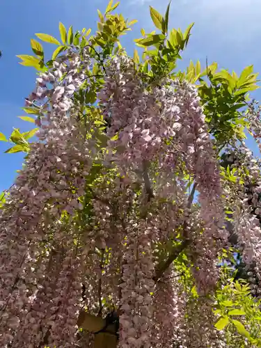 春日大社(奈良県)