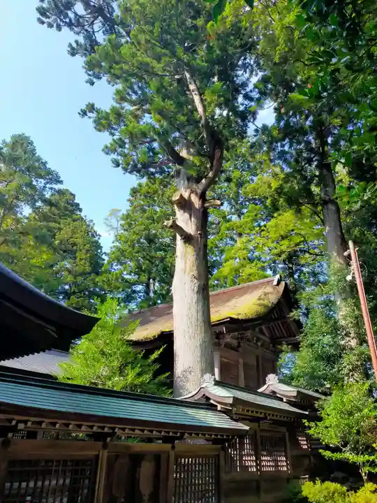雄山神社前立社壇の自然