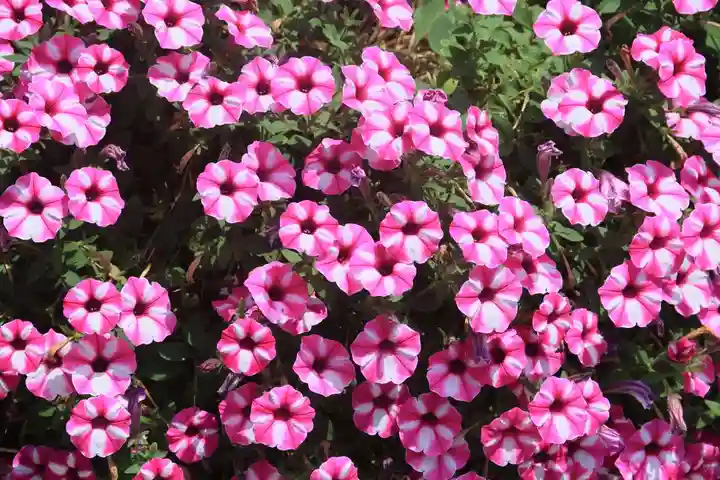 御嶽山神社の庭園