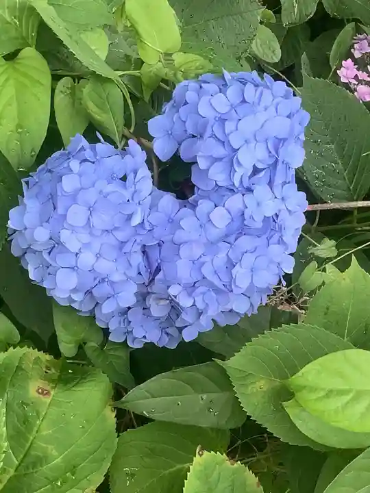 清洲山王宮 日吉神社の自然