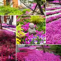 寿量山 速成寺の庭園
