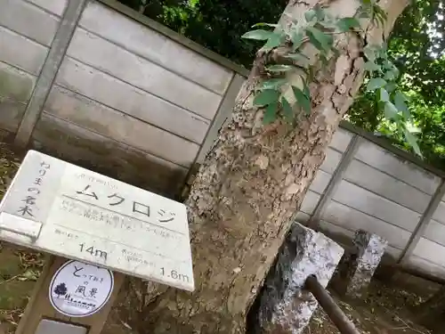 北野神社の自然