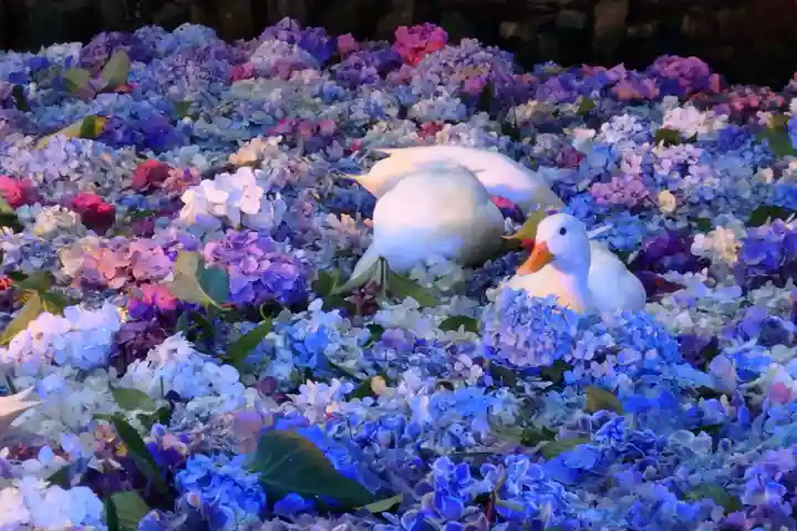 楽法寺(雨引観音)の動物
