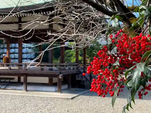 梅宮大社の自然