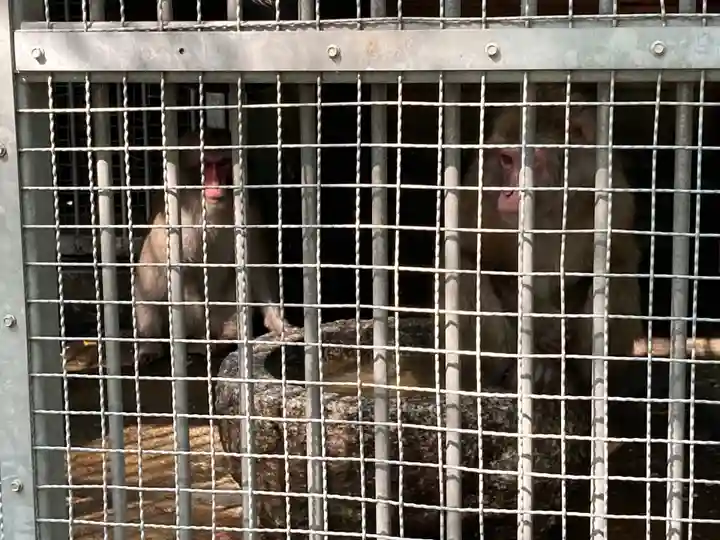 日吉大社の動物