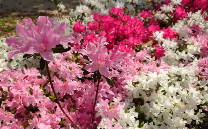 増上寺塔頭 三縁山 宝珠院の自然