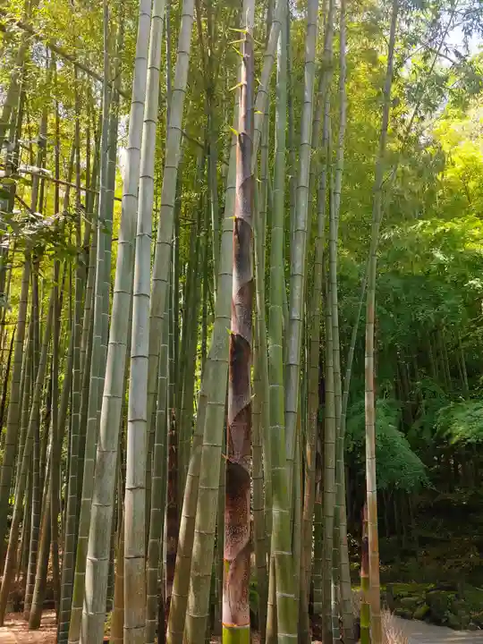 報国寺(神奈川県)
