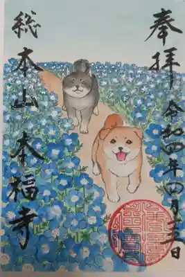 柴犬、黒柴がネモフィラ花畑を歩く絵。手描き