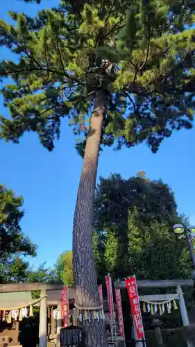 中野沼袋氷川神社の自然