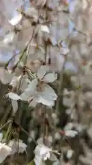 本満寺（本願満足寺）の自然