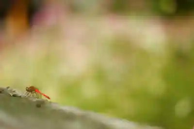般若寺 ❁﻿コスモス寺❁(奈良県)