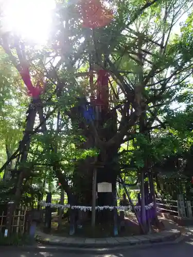 稲毛神社の自然