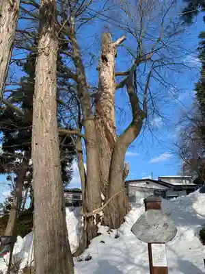 武内神社の自然