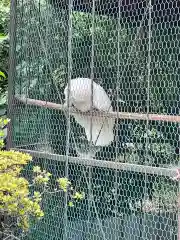 進雄神社の動物