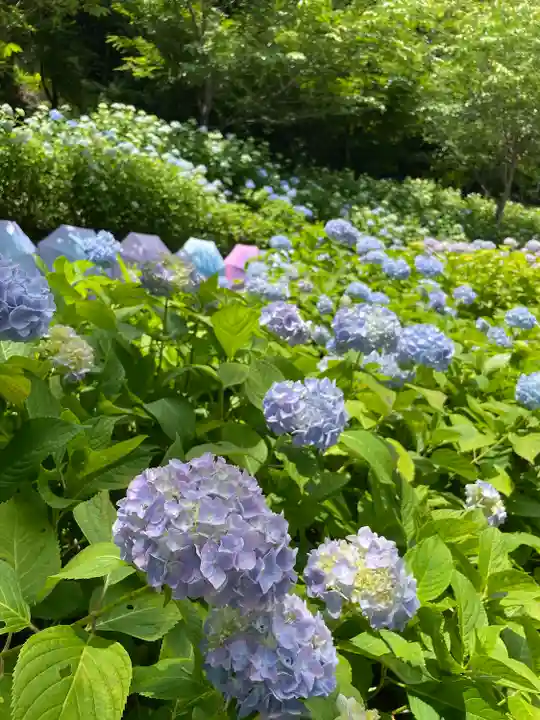 尊永寺(静岡県)