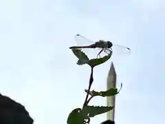 高峯神社(大室神社奥宮)の動物