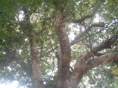 正一位稲荷大明神（築山稲荷社）の自然