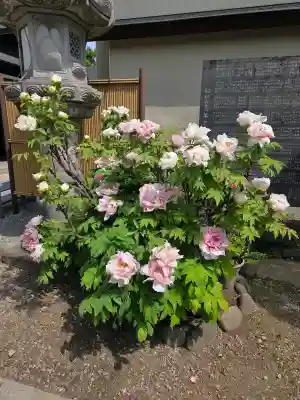 鎮守氷川神社の{uncategorized: "未分類", other: "その他", undefined: "問題あり", building: "その他建物", grave: "お墓", sacred_gate: "鳥居", guardian: "狛犬", statue: "像", buddha: "仏像", history: "歴史", nature: "自然", garden: "庭園", animal: "動物", pagoda: "塔", temizu: "手水舎", mountain_gate: "山門・神門", sanctuary: "本殿・本堂", subordinate: "末社・摂社", art: "芸術", scenery: "景色", jizo: "地蔵", ema: "絵馬", goshuin: "御朱印", omikuji: "おみくじ", items: "授与品その他", amulet: "お守り", goshuincho: "御朱印帳", eats: "食事", festival: "お祭り", votive_dance: "神楽", shichigosan: "七五三参", wedding: "結婚式", experience: "体験その他", initially: "初詣", around: "周辺", anti_infection: "感染症対策"}
